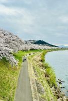 Top 10 Places to See Cherry Blossoms in Japan​