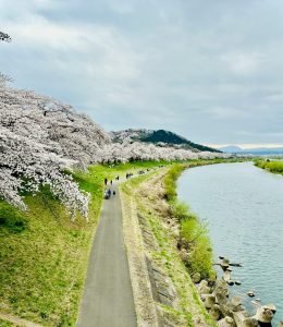 Top 10 Places to See Cherry Blossoms in Japan​