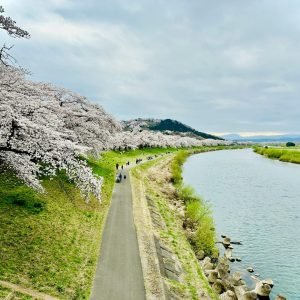 Top 10 Places to See Cherry Blossoms in Japan​