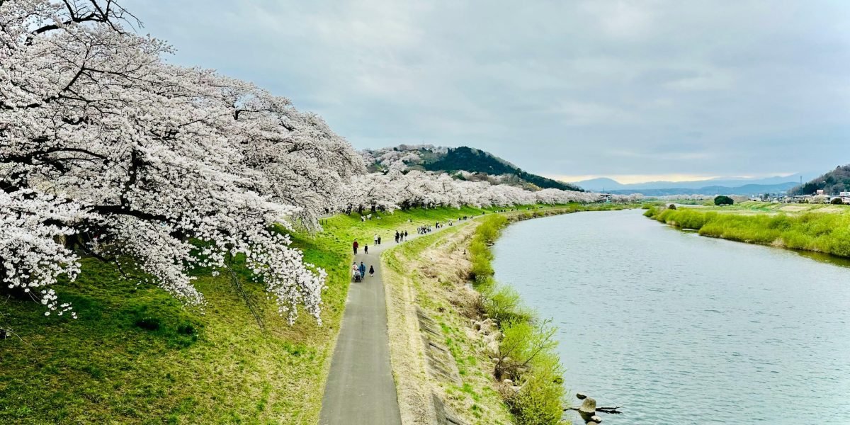 Top 10 Places to See Cherry Blossoms in Japan​