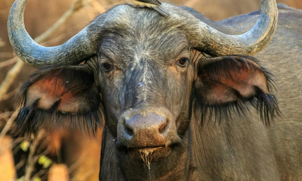 Best Places to Spot the Big 5 in Africa