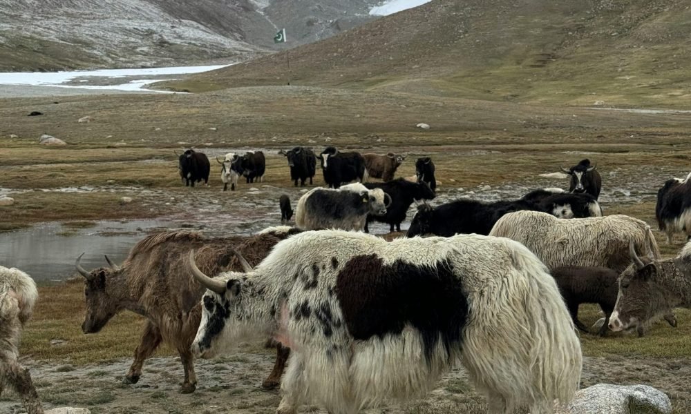 Best Wildlife Places in Ladakh