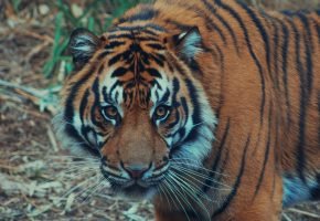 Periyar Tiger Reserve