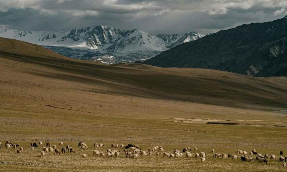 Best Wildlife Places in Ladakh