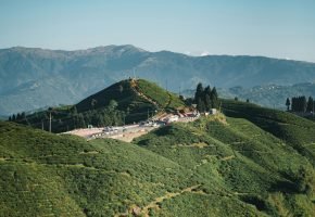 Happy Valley Tea Estate