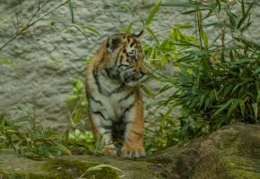 Periyar Tiger Reserve