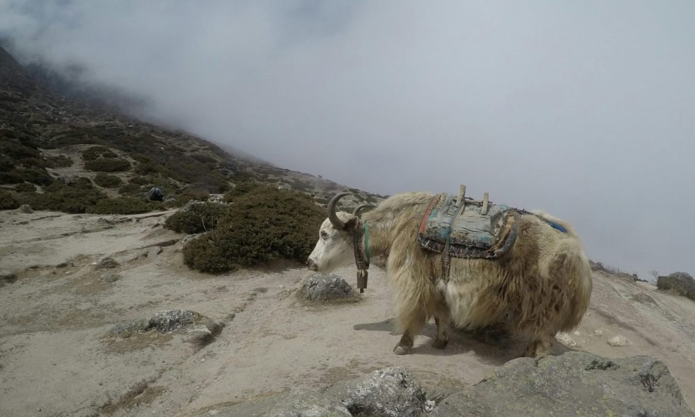 Best Wildlife Places in Ladakh
