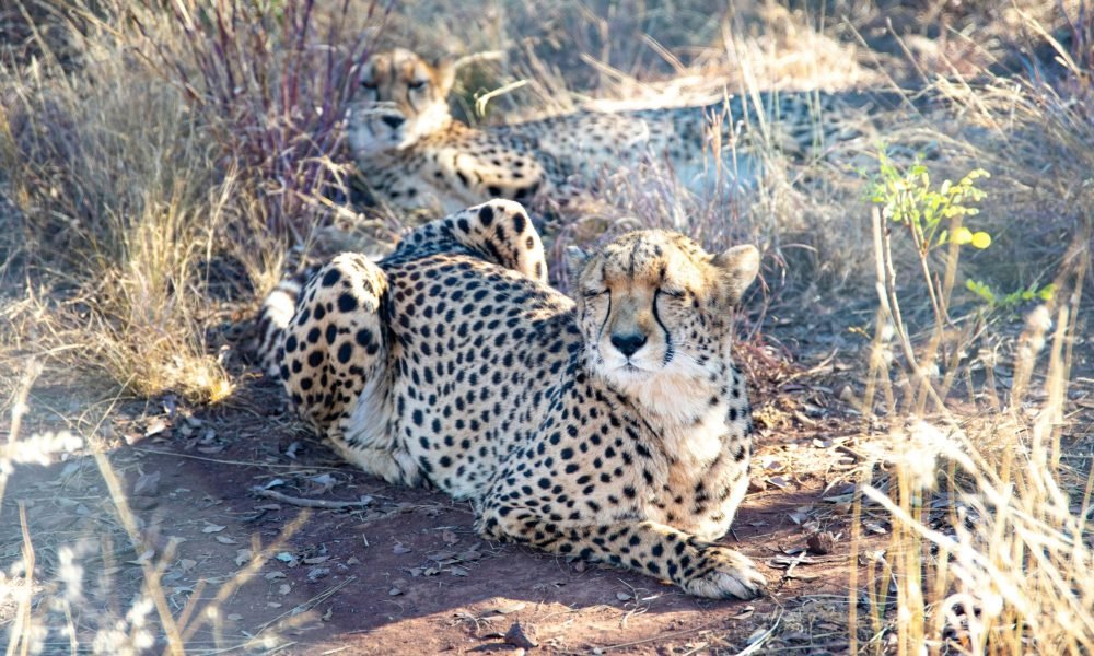 Best Places to Spot the Big 5 in Africa