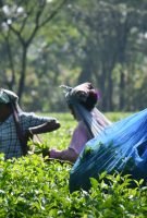 Top 6 Tea Estates to Visit in Wayanad