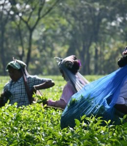 Top 6 Tea Estates to Visit in Wayanad