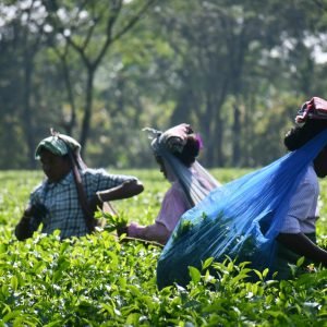 Top 6 Tea Estates to Visit in Wayanad