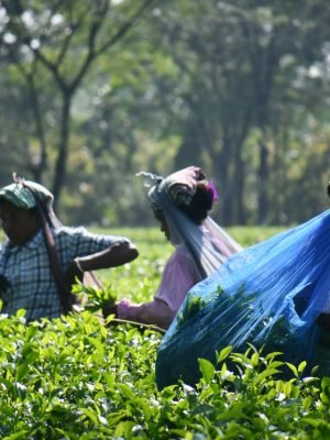 Top 6 Tea Estates to Visit in Wayanad