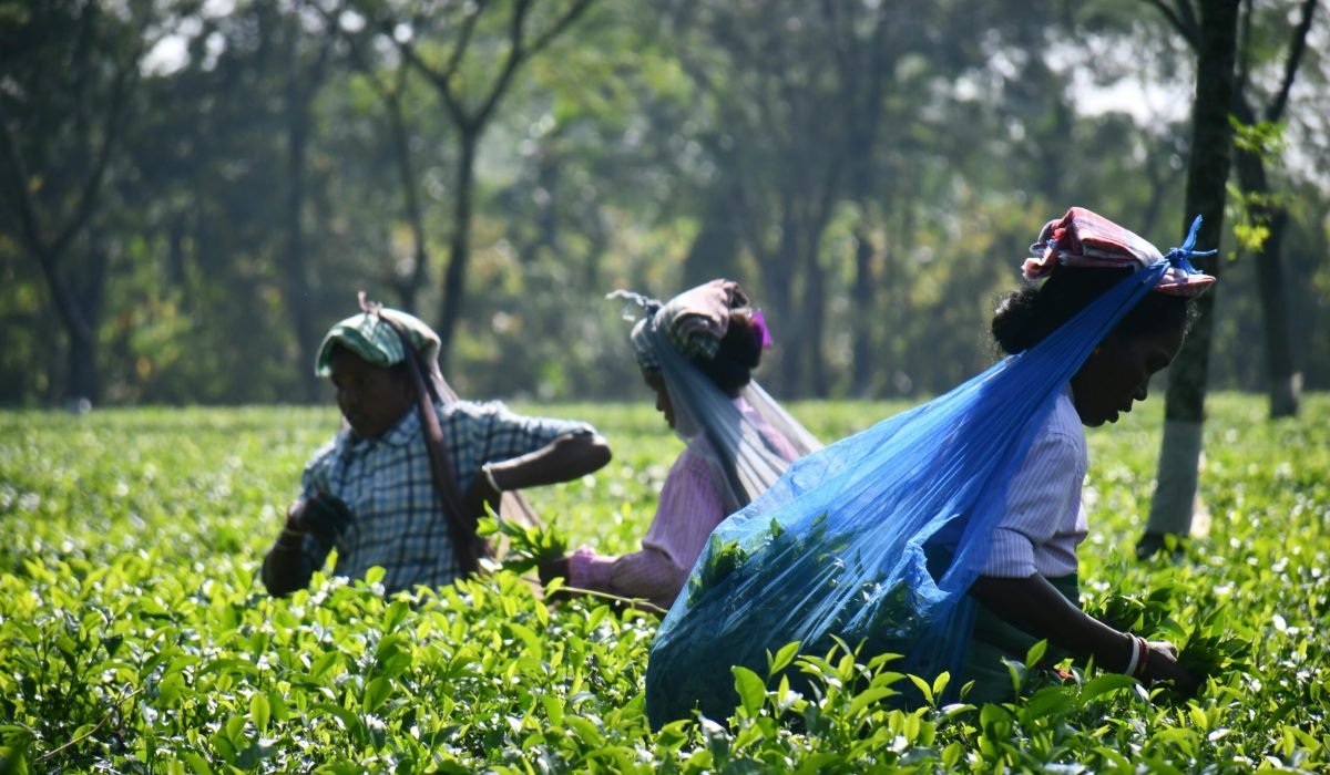 Top 6 Tea Estates to Visit in Wayanad