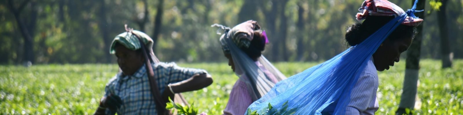 Top 6 Tea Estates to Visit in Wayanad