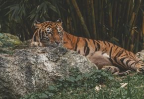 Periyar Tiger Reserve