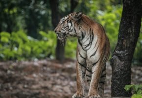 Periyar Tiger Reserve