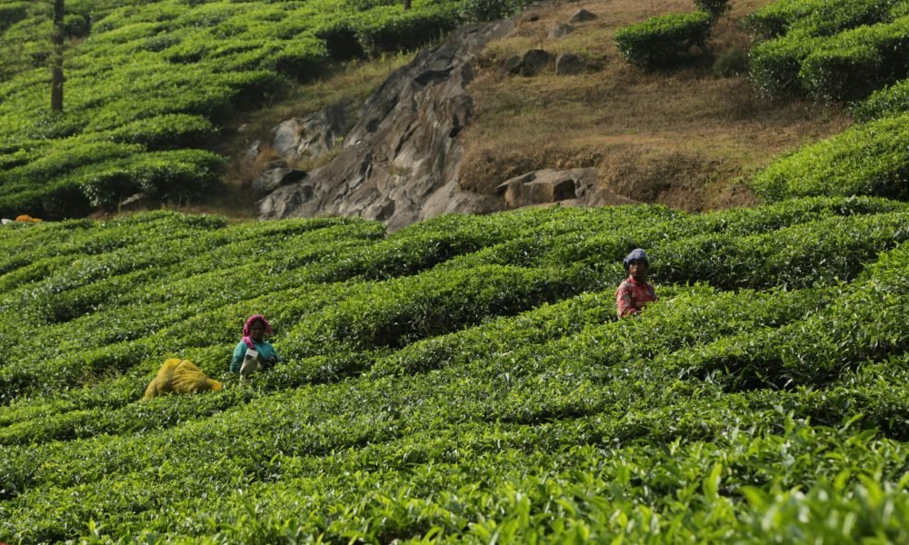 Top 6 Tea Estates to Visit in Wayanad