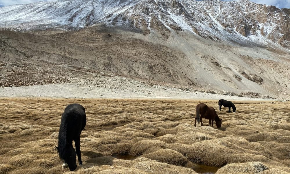 Best Wildlife Places in Ladakh