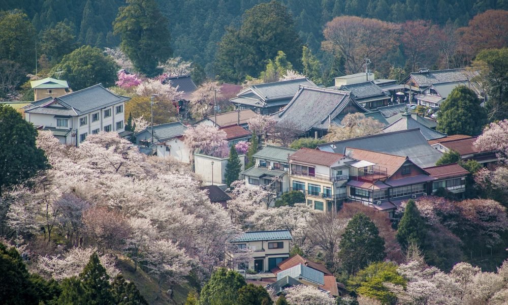 Top 10 Places to See Cherry Blossoms in Japan​