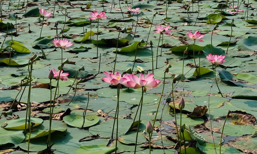 Best Things to Do in Thailand