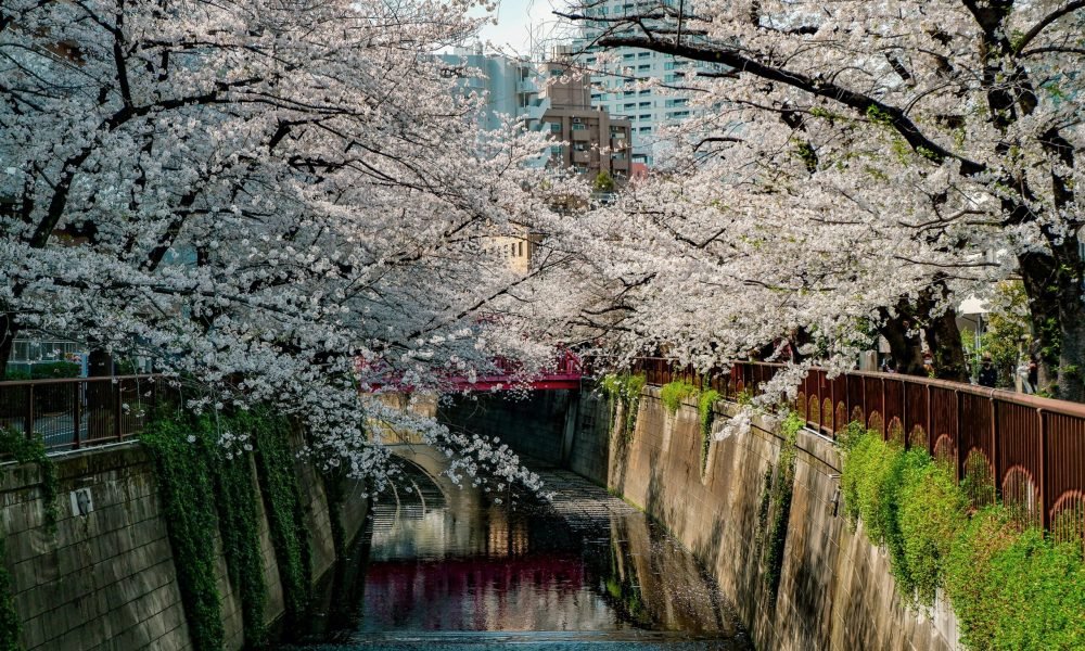 Top 10 Places to See Cherry Blossoms in Japan​