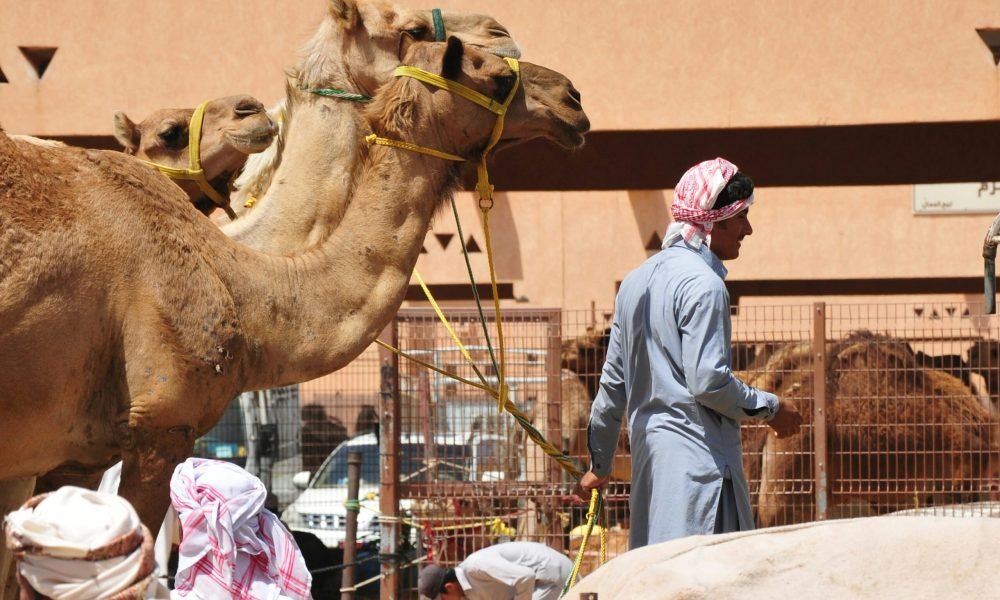 Best Things to Do in UAE