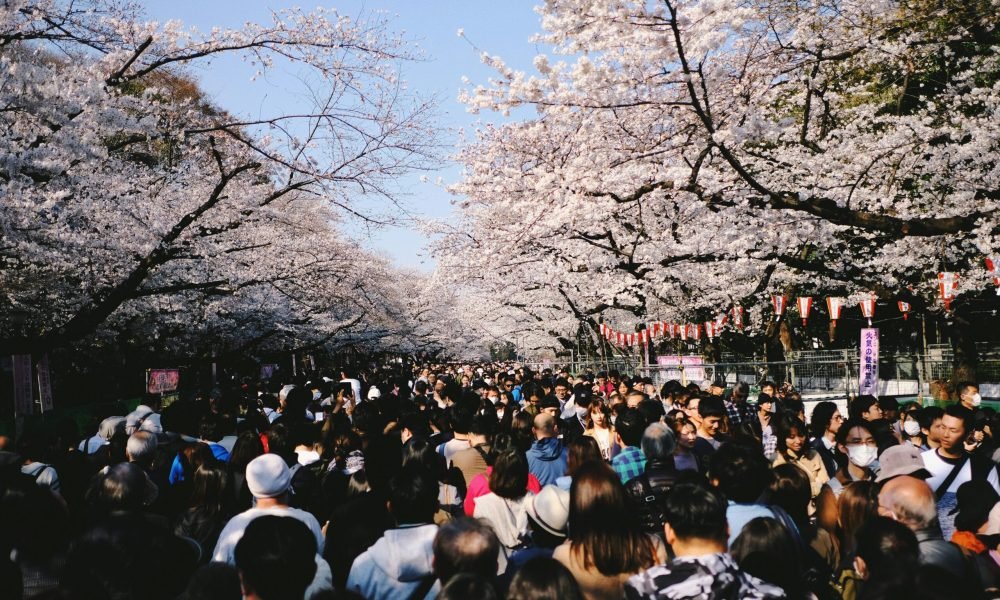 Top 10 Places to See Cherry Blossoms in Japan​
