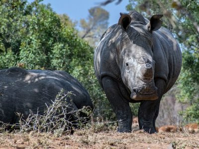 Kruger National Park