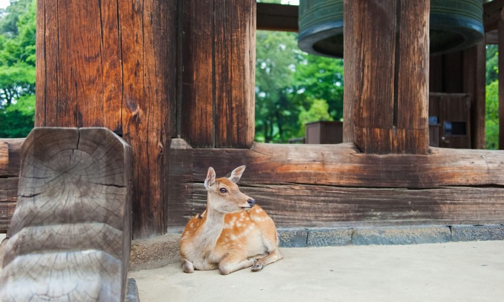 best places to visit in Japan