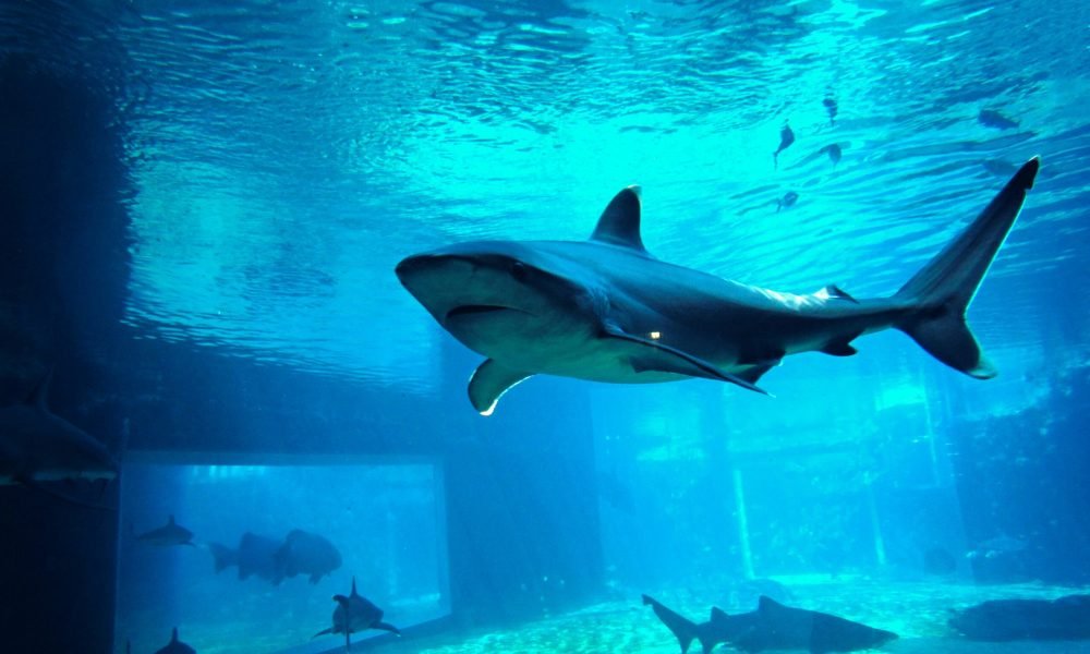 Best Things to Do in South Africa